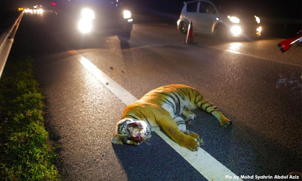 Perhilitan T'ganu giat buru suspek curi taring harimau