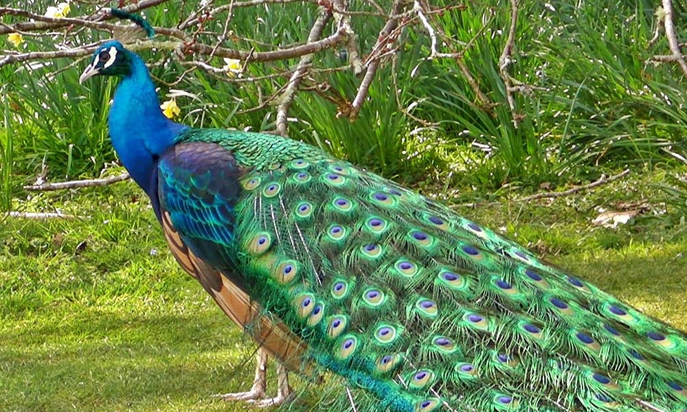 Peacock dies after tourists’ abuse in Chinese zoo